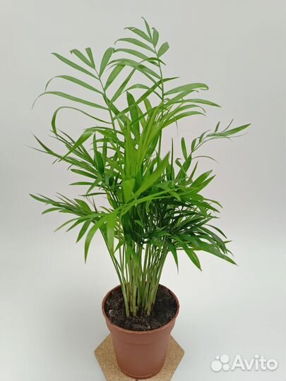 Пальма Хамедорея Элеганс