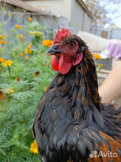 Молодой Петушок