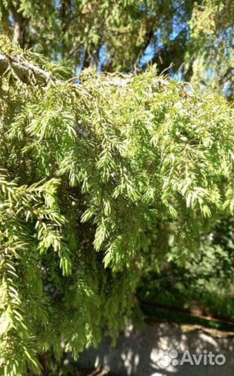 Полынь белая