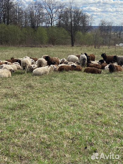 Овцы бараны