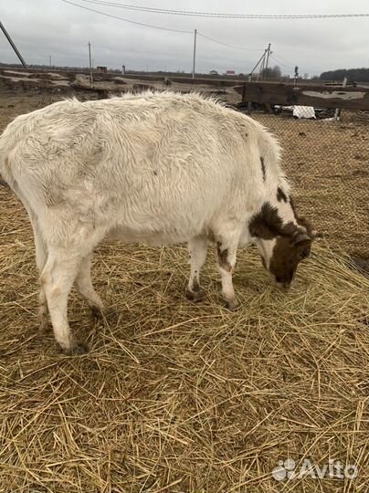 Коровы и телки стельные