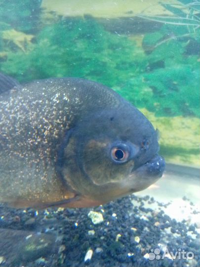 Рыба пиранья