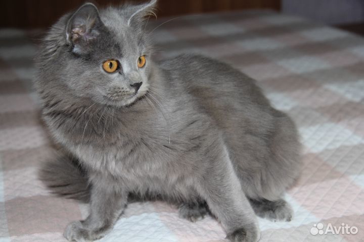 Британская кошечка