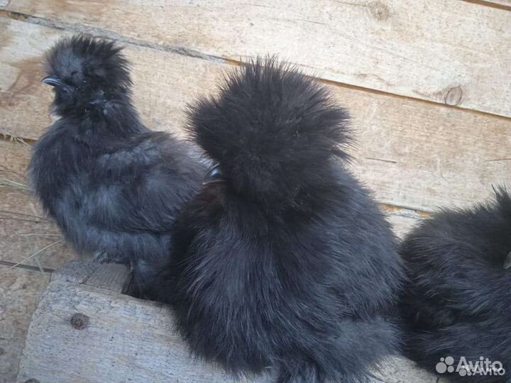 Китайские шелковые петушки