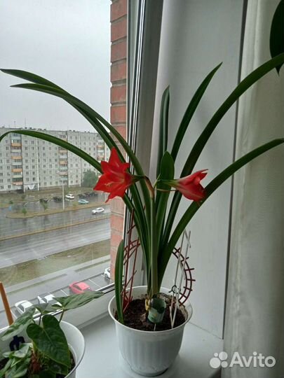 Гиппеаструм