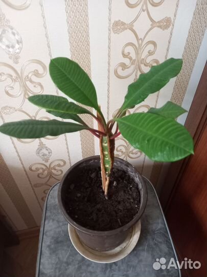 Эуфорбия Беложильчатый Молочай Суккулент