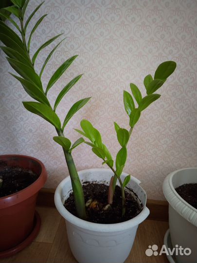 Замиокулькас