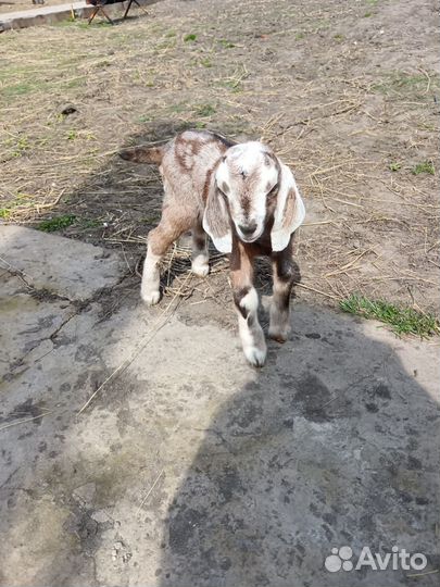 Козы стадом