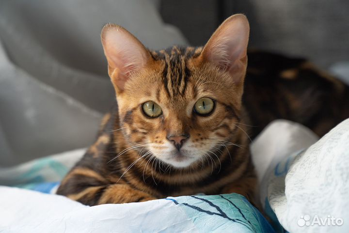Бенгальский кот