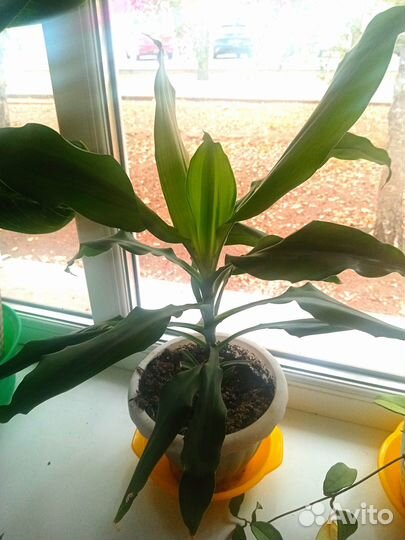 Продам цветы