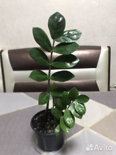 Замиокулькас