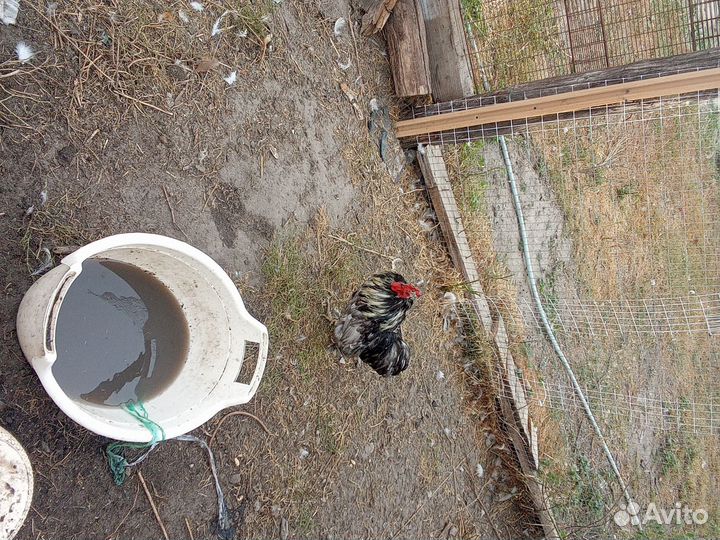 Продам петушка кохинхины
