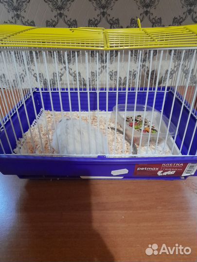 Крыса домашняя