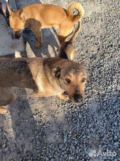 Малышка в дар