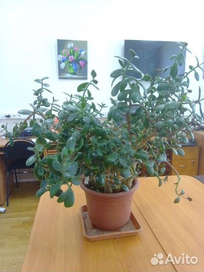 Красула толстянка