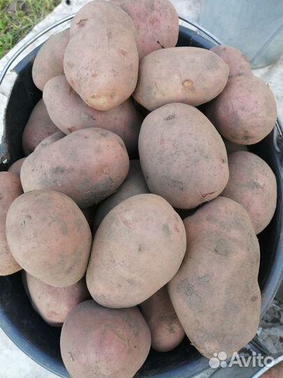 Продажа Картофеля