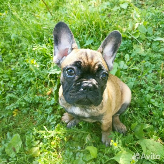 Французский бульдог