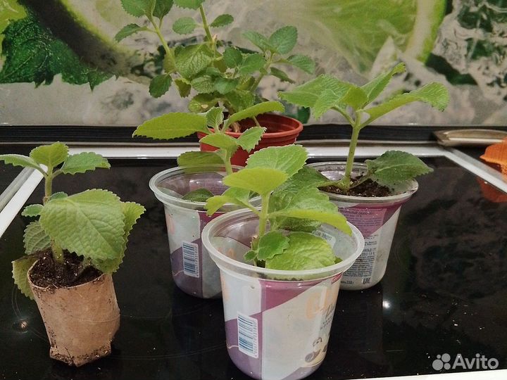 Цветы для дома