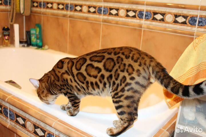 Бенгальский котик