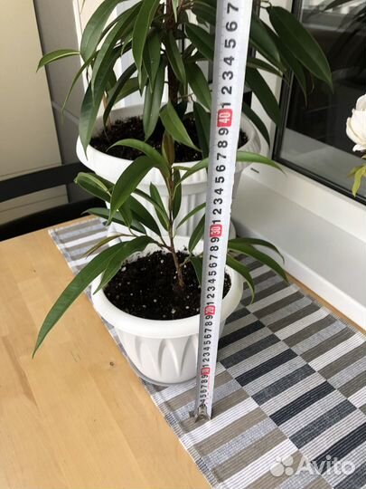 Фикус Биннендийка (Али)