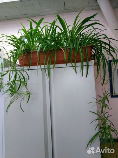 Комнатные цветы