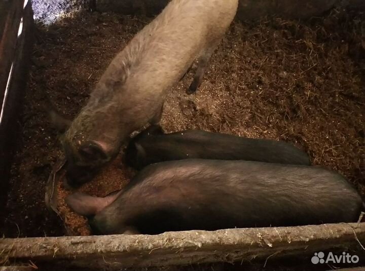 Вьетнамск вислобрюхий хряк