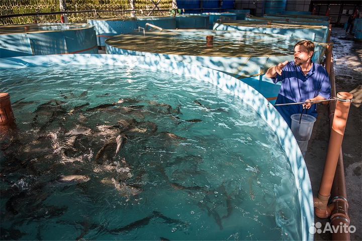 Форель для прудов