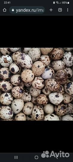 Яйца перепелиные инкубационное