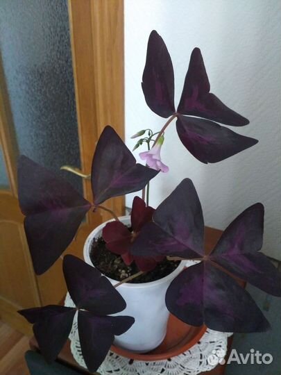 Оксалис, бегония,фуксия