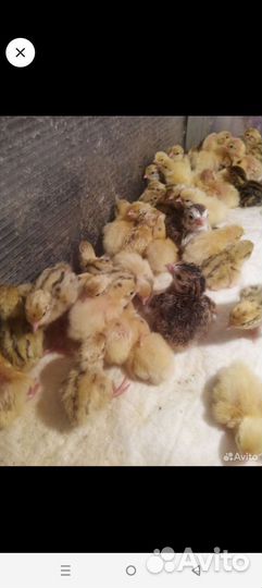 Продам перепелят