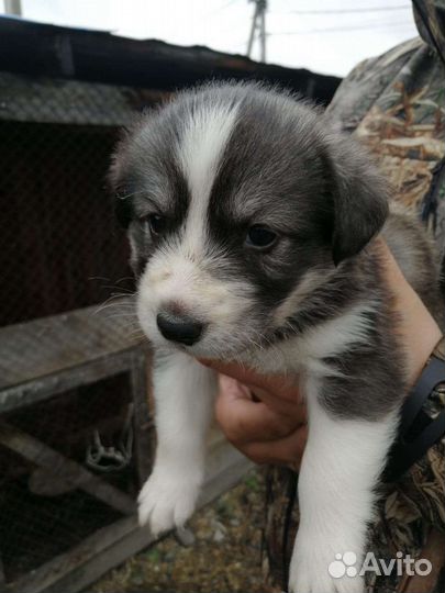 Щенки хаски
