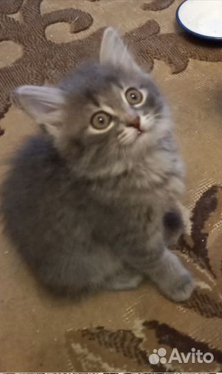 Котенок 2 мес девочка