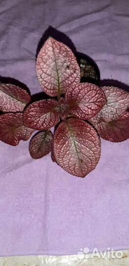 Эписции более 40 сортов