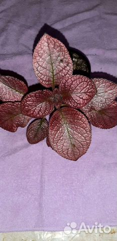 Эписции более 40 сортов