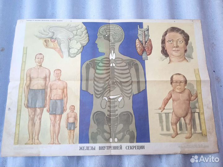 Учебные плакаты СССР по Биологии на холсте