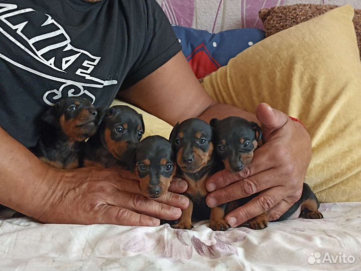 Цвергпинчер