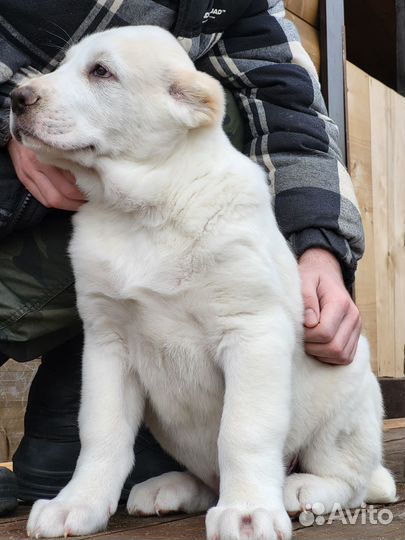 Продажа щенков алабая