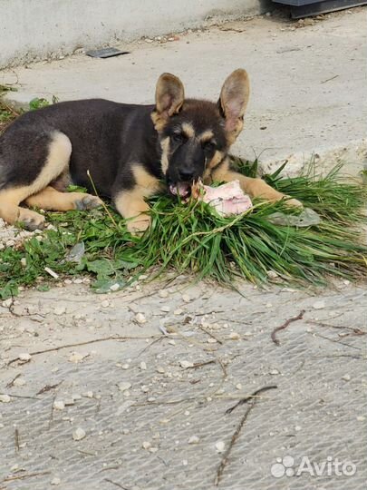 Овчарёныш в добрые руки