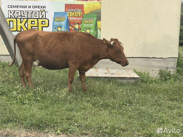 Коровы стельные