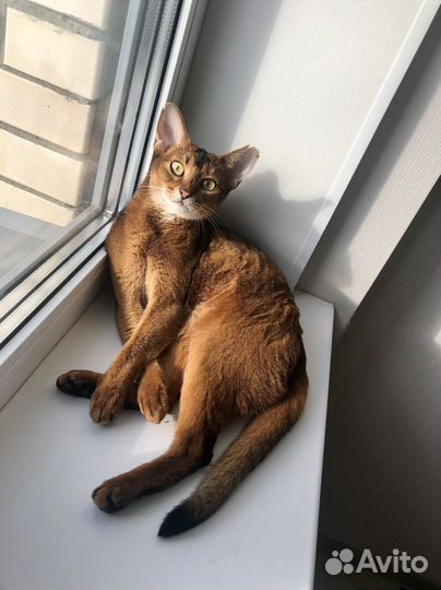 Передержка домашних котов, кошек и котят