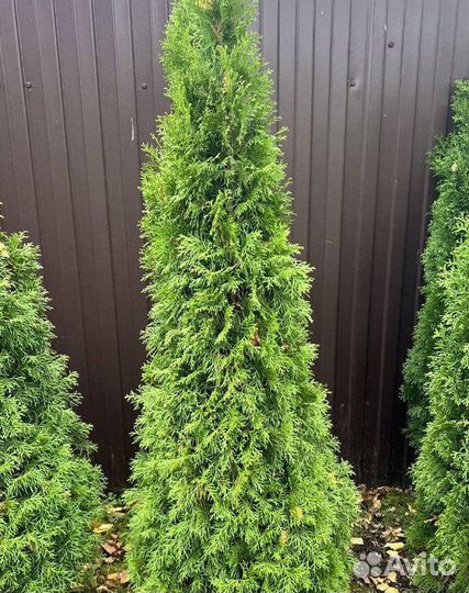 Туя с гарантией приживаемости