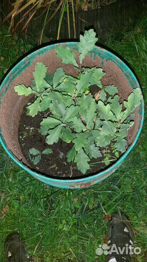 Саженцы дуба