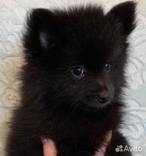 Щенки немецкого шпица