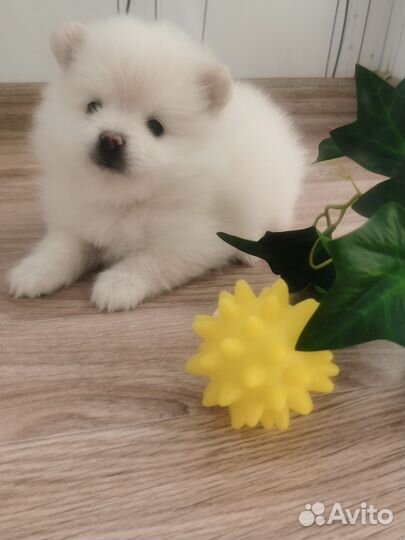 Щенки померанского шпица медвежьего типа