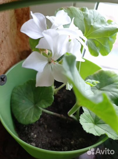 Комнатные растения