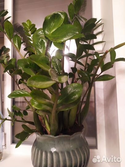 Замиокулькас