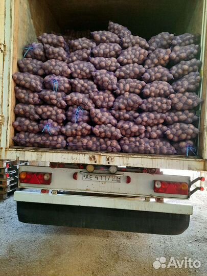 Картофель оптом гала