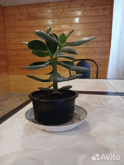 Денежное дерево бесплатно