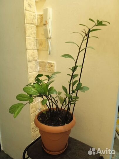 Замиокулькас зензи