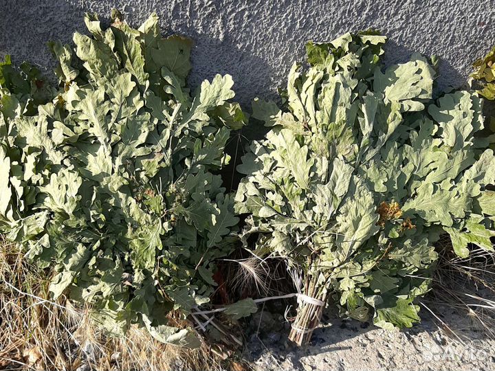 Веники дуб и берёза,любое в наличии